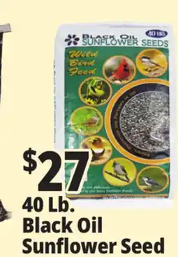 Ocean State Job Lot Black Oil Sunflower Seeds 40 lbs offer