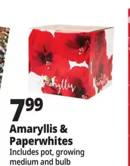 Ocean State Job Lot Amaryllis or Paperwhite Bulb Kit offer