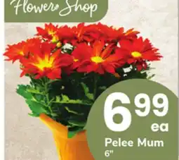 ACME Pelee Mum offer
