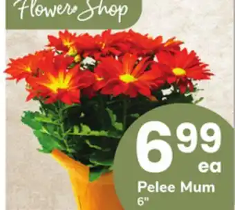 ACME Pelee Mum offer