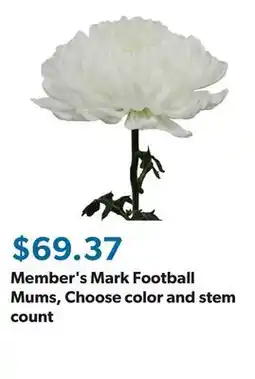 Sam's Club Member's Mark Football Mums, Choose color and stem count offer
