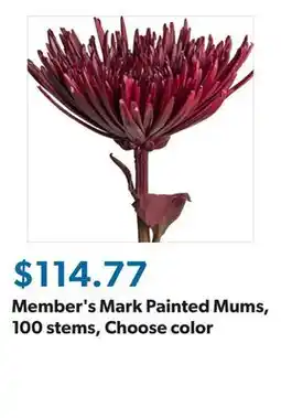Sam's Club Member's Mark Painted Mums, 100 stems, Choose color offer