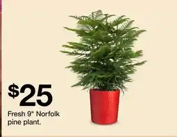 Target Fresh 9 Norfolk pine plant offer