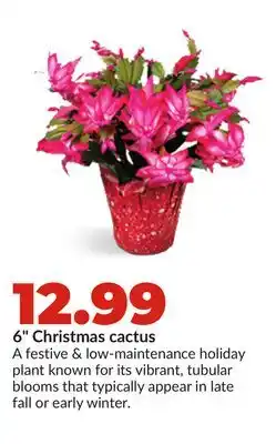 Hy-Vee 6 Christmas cactus offer