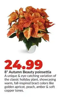 Hy-Vee 8 Autumn Beauty poinsettia offer