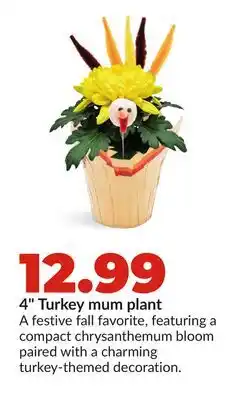 Hy-Vee 4 Turkey mum plant offer