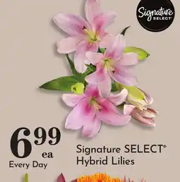 Pavilions Signature SELECT Hybrid Lilies offer