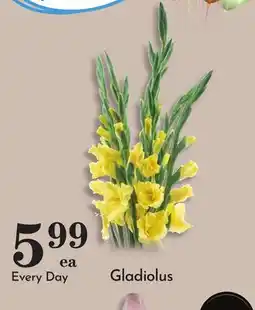 Pavilions Gladiolus offer