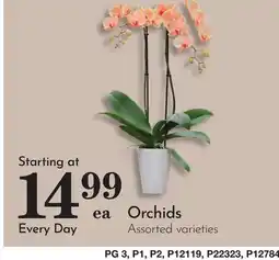 Pavilions Orchids offer