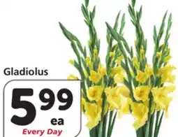 Albertsons Gladiolus offer
