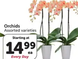 Albertsons Orchids offer