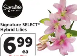 Albertsons Signature SELECT Hybrid Lilies offer