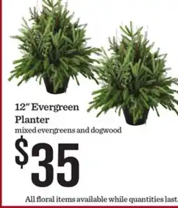 Mariano's 12 Evergreen Planter offer
