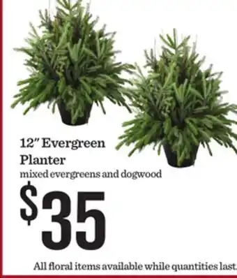 Mariano's 12 Evergreen Planter offer