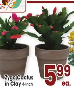 Jewel-Osco Zygo Cactus in Clay offer