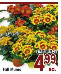Jewel-Osco Fall Mums offer