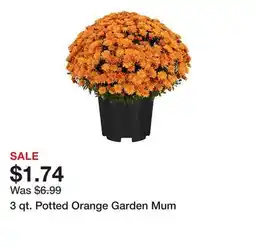Tractor Supply Company 3 qt. Potted Orange Garden Mum offer