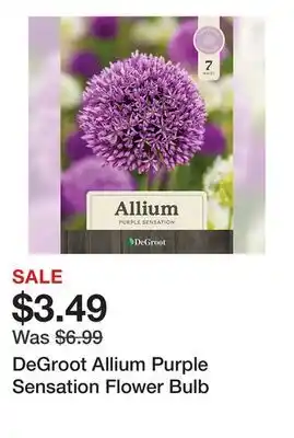 Tractor Supply Company DeGroot Allium Purple Sensation Flower Bulb offer