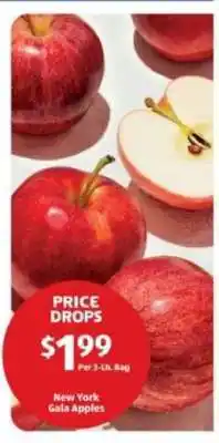 New York Gala Apples