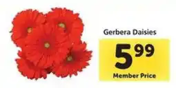 Safeway Gerbera Daisies offer