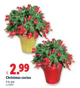 Lidl Christmas cactus offer