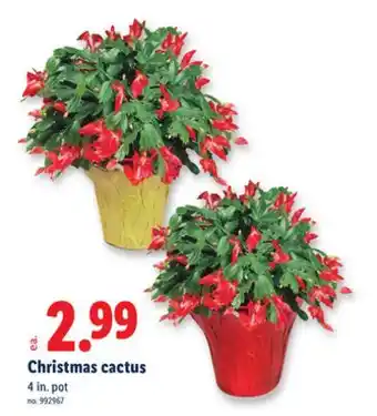 Lidl Christmas cactus offer