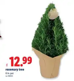 Lidl Rosemary tree offer