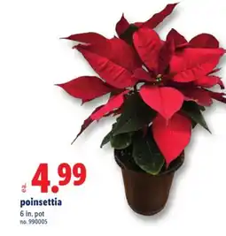 Lidl Poinsettia offer