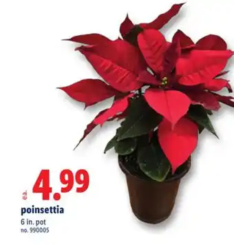 Lidl Poinsettia offer