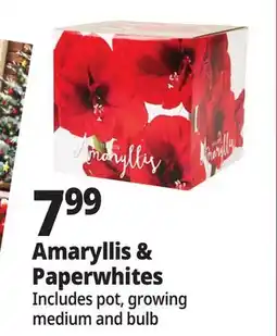 Ocean State Job Lot Amaryllis or Paperwhite Bulb Kit offer