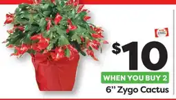 Weis Markets 6 Zygo Cactus offer