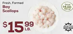 DeCicco & Sons Bay Scallops offer