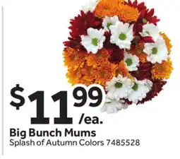 Stop&Shop Big Bunch Mums Splash of Autumn Colors offer