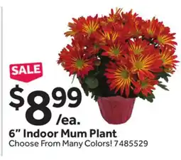 Stop&Shop 6 Indoor Mum Plant offer