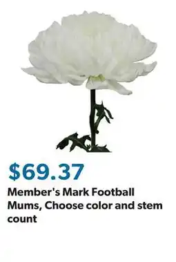 Sam's Club Member's Mark Football Mums, Choose color and stem count offer