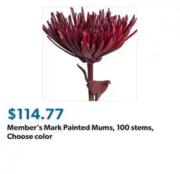 Sam's Club Member's Mark Painted Mums, 100 stems, Choose color offer