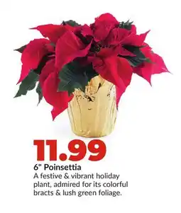 Hy-Vee 6 Poinsettia offer