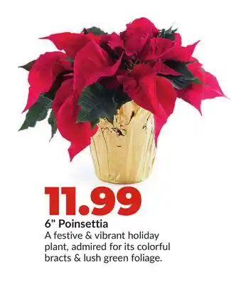 Hy-Vee 6 Poinsettia offer
