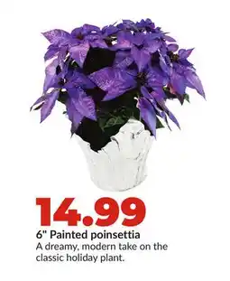 Hy-Vee 6 Painted poinsettia offer
