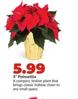 Hy-Vee 4 Poinsettia offer