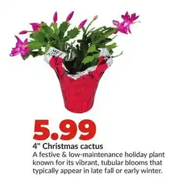Hy-Vee 4 Christmas cactus offer