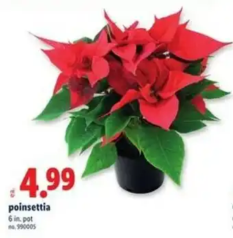 Lidl Poinsettia offer