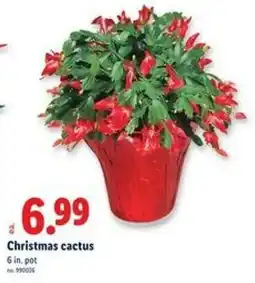 Lidl Christmas cactus offer