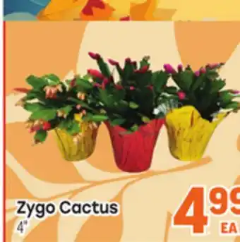 Tony’s Fresh Market Zygo Cactus offer