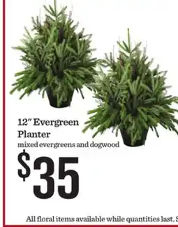 Mariano's 12 Evergreen Planter offer