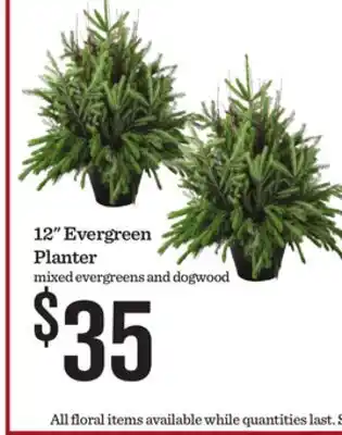 Mariano's 12 Evergreen Planter offer