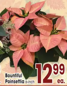 Jewel-Osco Bountiful Poinsettia offer