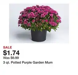 Tractor Supply Company 3 qt. Potted Purple Garden Mum offer