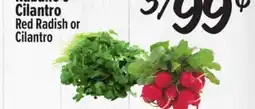 El Super Fresh Red Radish or Cilantro offer
