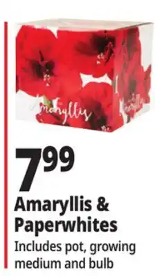 Ocean State Job Lot Amaryllis or Paperwhite Bulb Kit offer